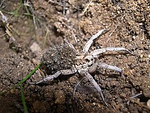 Lycosa Tarantula.jpg