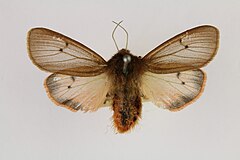 Mounted specimen