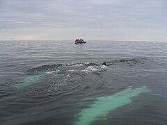 North of Anticosti Island[37]