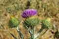 Inflorescences avec papillon (Thymelicus sylvestris).