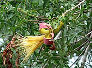 Άνθος και φύλλα της Adansonia rubrostipa (Δυτ. Μαδαγασκάρη).