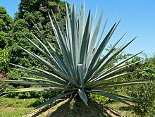 A large, spiky, green plant, photographed among other greenery on a clear day.