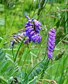 Sáhpal (Vicia cracca)