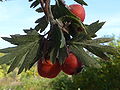 Crataegus laciniata (biancospino di Sicilia)