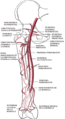 Gray548 es.png, procedente de Gray548.png y Circumflex femoral arteries.png