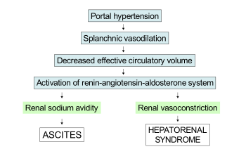 Schematic demonstrating the underfill theory to explain the pathophysiology of both ascites and hepatorenal syndrome.