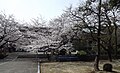 桜の時期は憩いの場になる