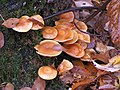 Kuehneromyces mutabilis