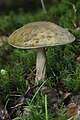 Leccinum griseum