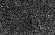 Channels in Lyot as seen by HiRISE