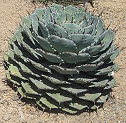 Agave parrasana