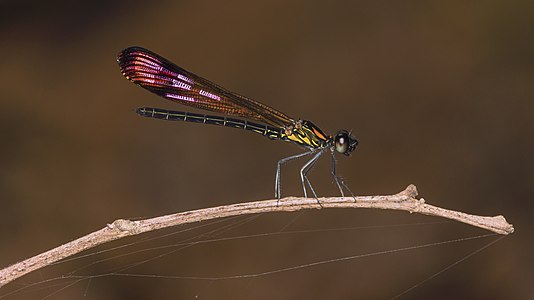 Rhinocypha bisignata (ആൺതുമ്പി)