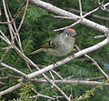 Roitelet à couronne rubis mâle (Québec)