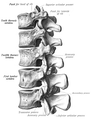 Vertebrele toracice inferioare și lombare superioare observate din lateral