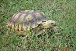 Mlada (3,5 stara) afrička mamuzna kornjača, Geochelone sulcata