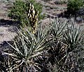 Tsáʼásziʼ bideeʼí (Yucca baccata)