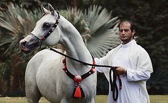 Cheval gris avec son propriétaire.