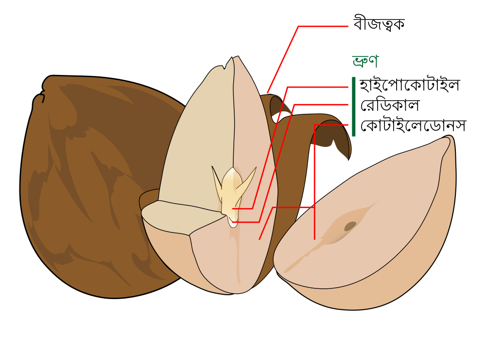 বীজত্বক