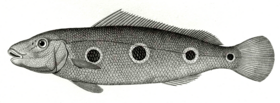 Cichla orinocensis