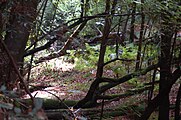 In undergrowth below coast redwoods, California