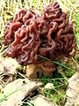 Ægte stenmorkel (Gyromitra esculenta) og andre stenmorkler er dødeligt giftige som rå, og kan forveksles med morkler. Til forskel fra stenmorkler er morklernes stok hul.[35]