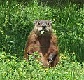 Marmota monax a Ottawa, Ontario