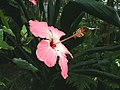 Hibiscus storckii