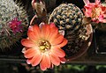 Rebutia steinmannii