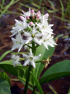 trifolia menianto (Menyanthes trifoliata)