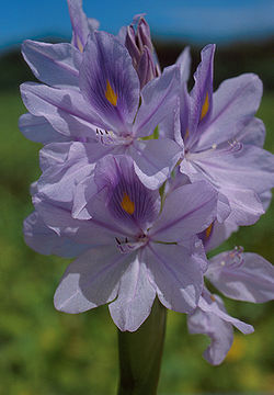 Pontederia crassipes.