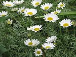 Anthemis punctata