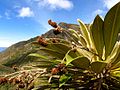 Frailejón.