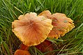 Hygrocybe intermedia