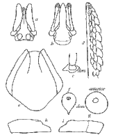 Anatomical features of adult female of Ixodes holocyclus