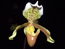 Paphiopedilum insigne