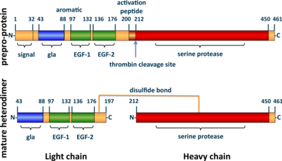 A tube diagram representing the linear amino acid sequence of the preproprotein C (461 amino acids long) and mature heterodimer (light + heavy chains) highlighting the locations of the signal (1-32), gla (43-88), EGF-1 (97-132), EGF-2 (136–176), activation peptide (200–211), and serine protease (212–450) domains. The light (43-197) and heavy (212–461) chains of the heterodimer are joined by a line representing a disulfide bond between cysteine residues 183 and 319.