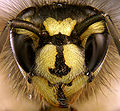 Detalle de la cabeza de Vespula vulgaris.