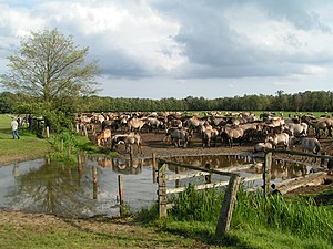 Wilde paarden in het Merfelder Bruch