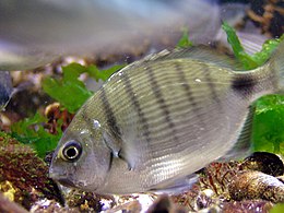 (Diplodus sargus)