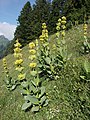 Gentiana lutea