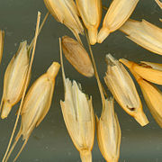 Kernels inside spikelets