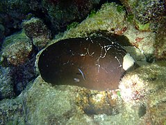 Une holothurie caillou (Actinopyga lecanora)