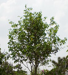 Aquilaria tree.jpg