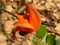 Flor de Butea monosperma