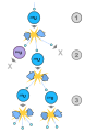 Image 10A schematic nuclear fission chain reaction. 1. A uranium-235 atom absorbs a neutron and fissions into two new atoms (fission fragments), releasing three new neutrons and some binding energy. 2. One of those neutrons is absorbed by an atom of uranium-238 and does not continue the reaction. Another neutron is simply lost and does not collide with anything, also not continuing the reaction. However, the one neutron does collide with an atom of uranium-235, which then fissions and releases two neutrons and some binding energy. 3. Both of those neutrons collide with uranium-235 atoms, each of which fissions and releases between one and three neutrons, which can then continue the reaction. (from Nuclear fission)