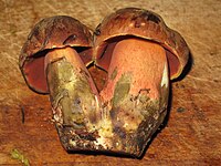 Neoboletus luridiformis