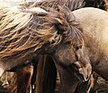 Iceland horses