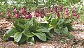 Cypripedium acaule