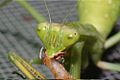 European mantis devouring a Tenebrio molitor