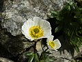 Piciorul cocoșului (Ranunculus glacialis)